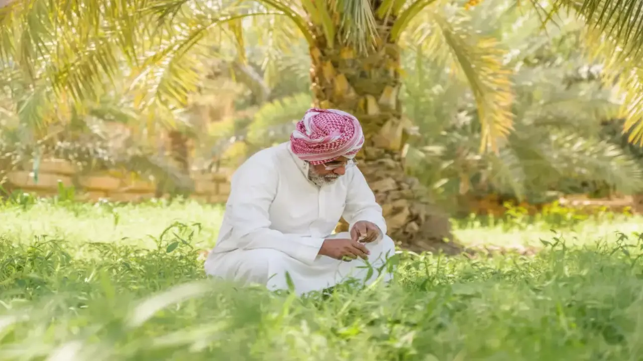 مزارع سعودي يبتكر أول شوكولاتة بالزيتون في العالم من 23 مليون شجرة